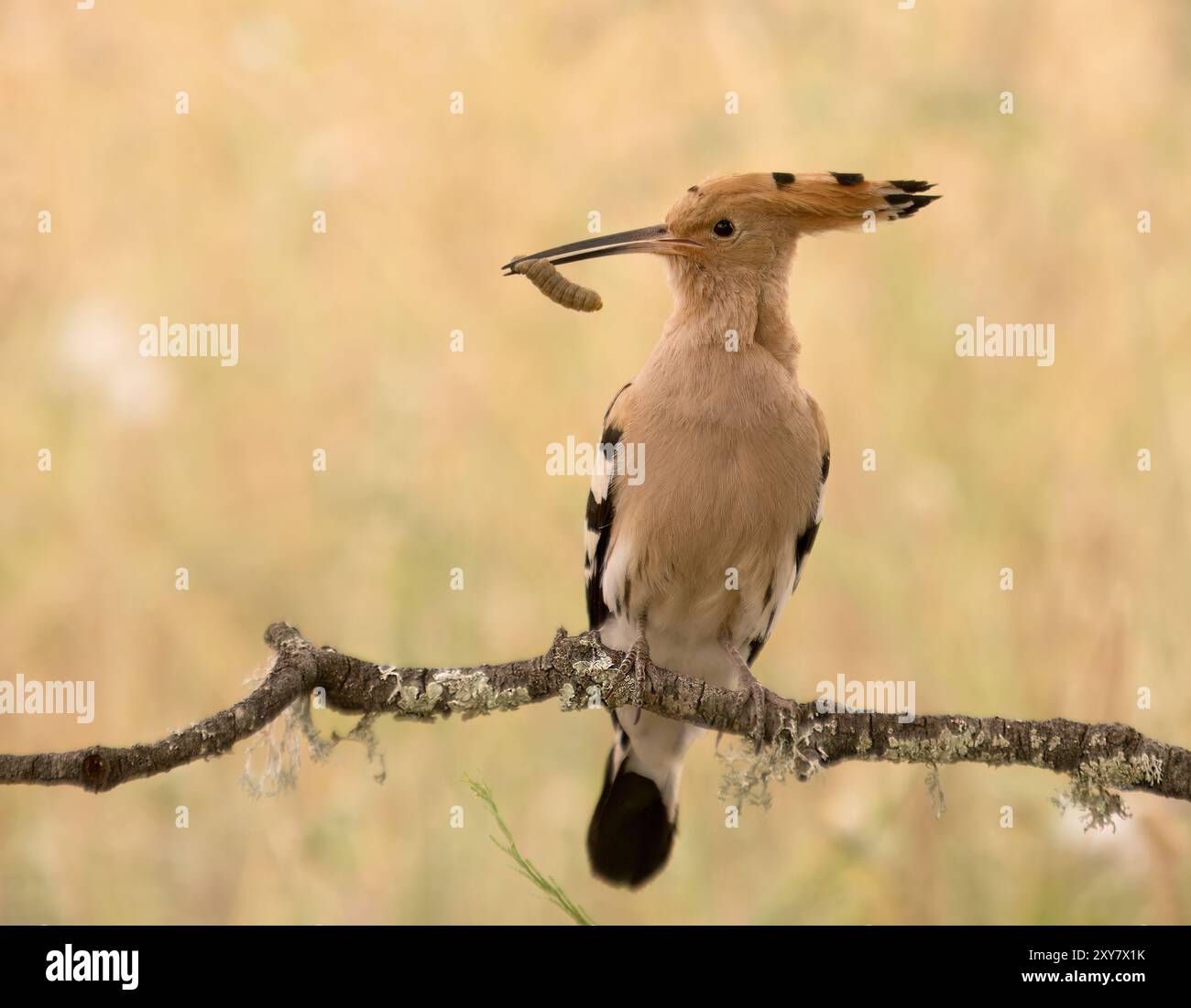 Hoopoe eurasien (épopes Upupa) perché sur branche avec un insecte en bec, Calera près de Talavera de la Reina, Espagne Banque D'Images