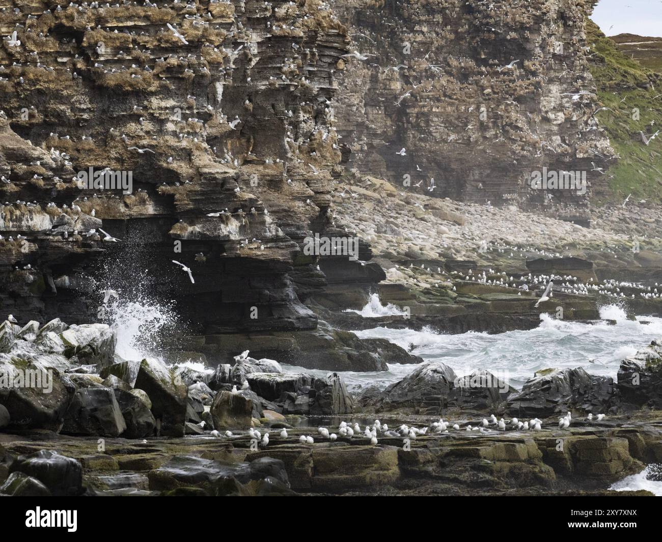 Kittiwake à pattes noires (Rissa tridactyla), colonie de reproduction, sur les falaises côtières de l'océan Arctique, mai, fjord de Varanger, Norvège, Europe Banque D'Images