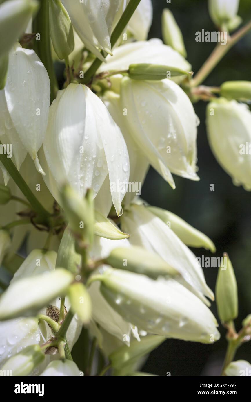 Fleurs d'un lis de palmier (Yucca filamentosa) dans le jardin Banque D'Images