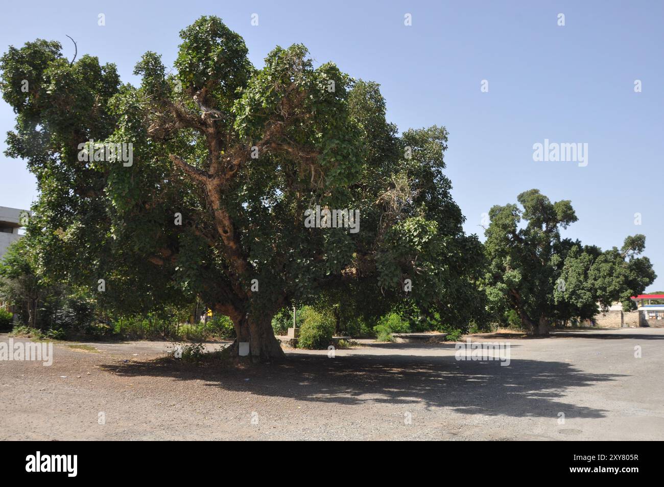 Le Ficus Sycomorus sur les terres agricoles. À l'état de maturation Banque D'Images