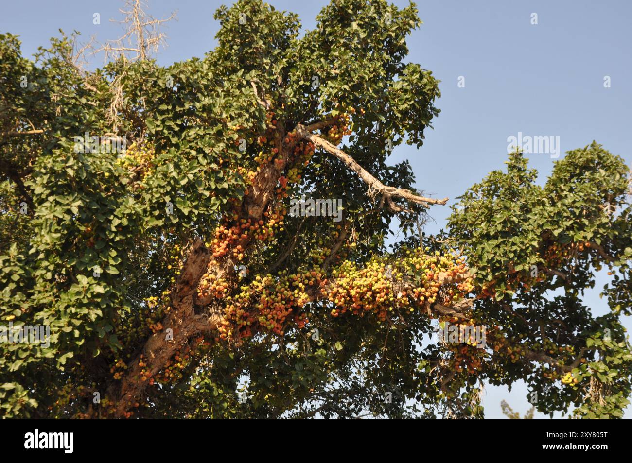Le Ficus Sycomorus sur les terres agricoles. À l'état de maturation Banque D'Images