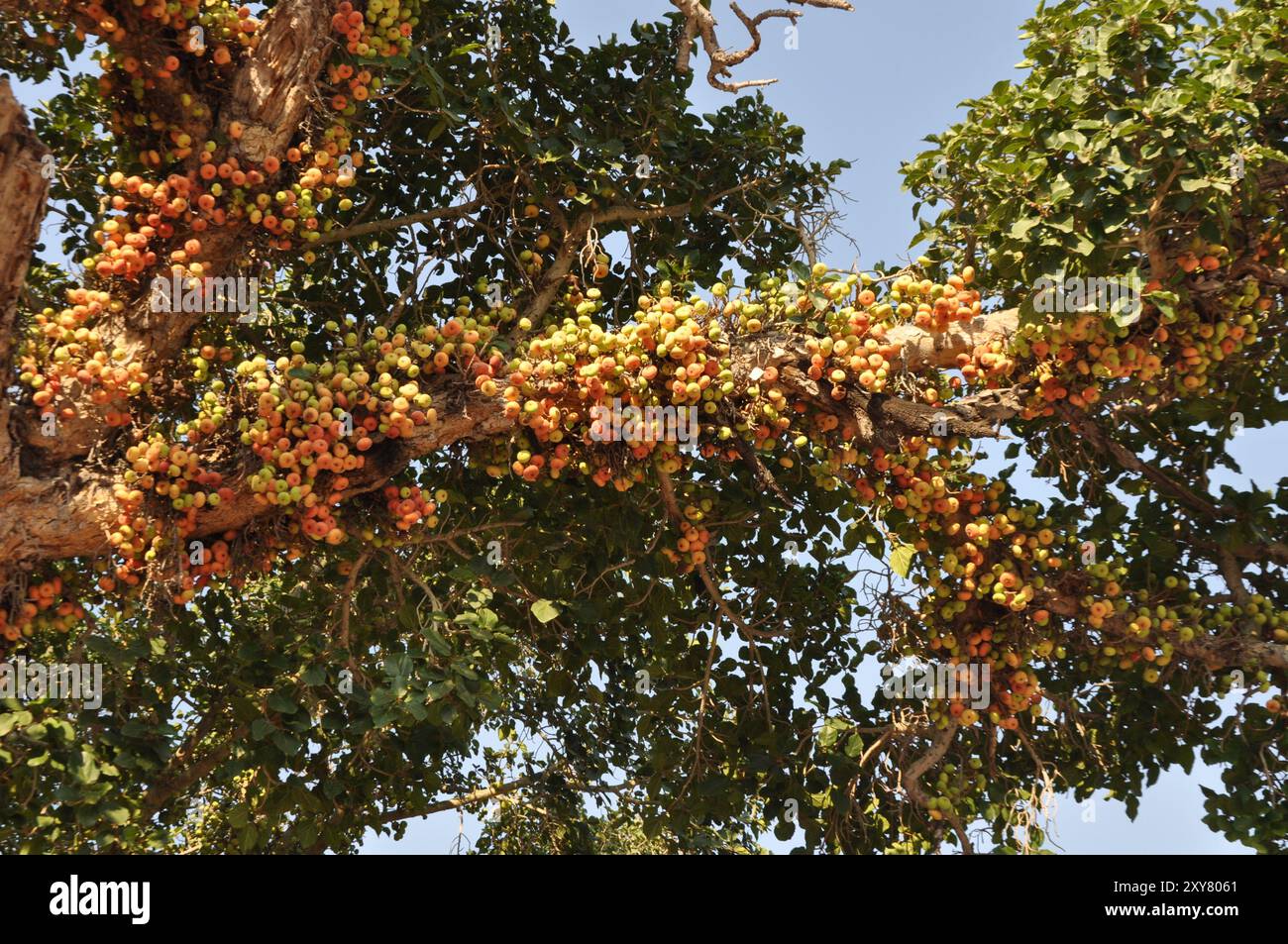 Le Ficus Sycomorus sur les terres agricoles. À l'état de maturation Banque D'Images