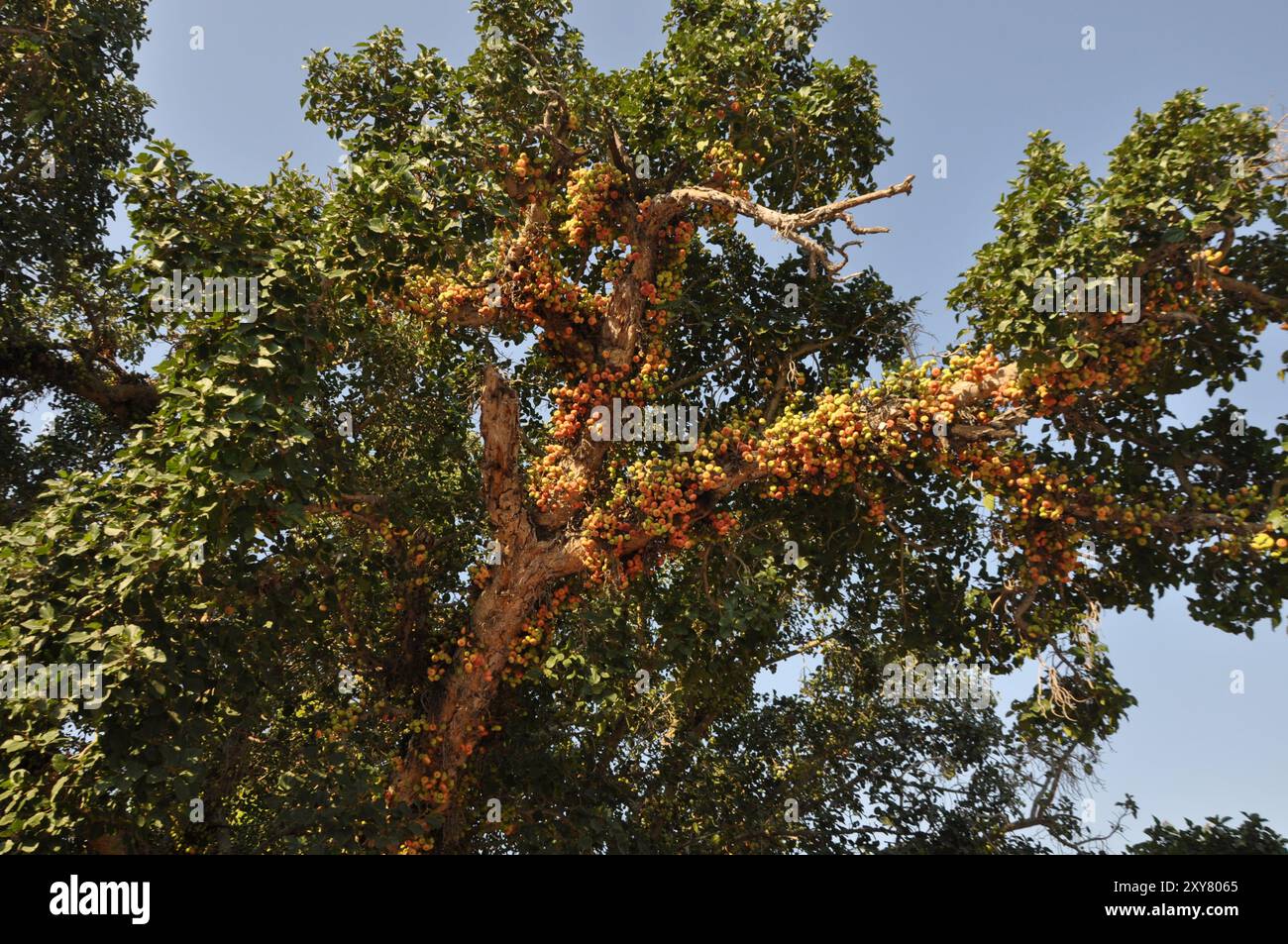 Le Ficus Sycomorus sur les terres agricoles. À l'état de maturation Banque D'Images