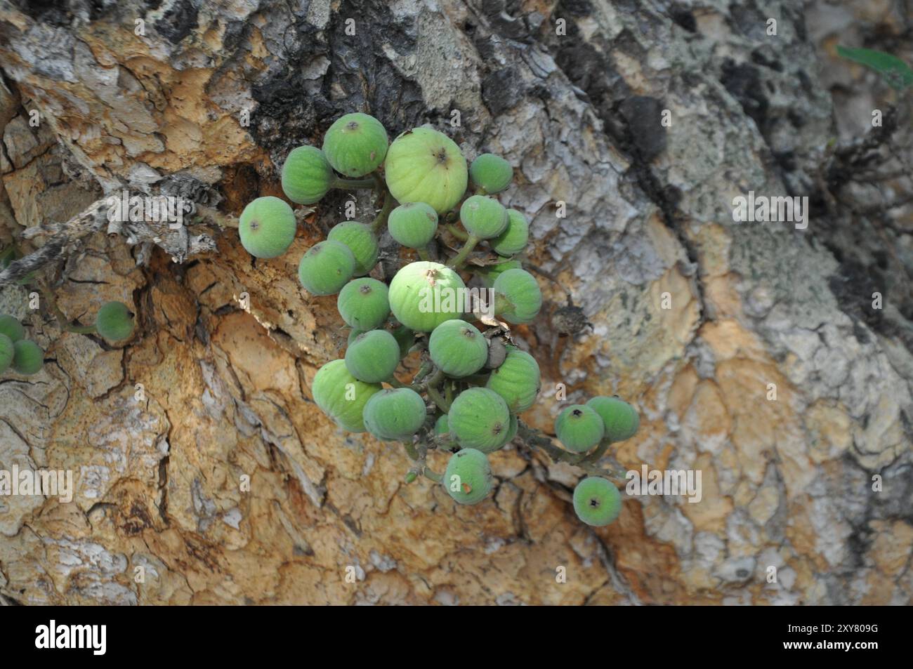 Le Ficus Sycomorus sur les terres agricoles. À l'état de maturation Banque D'Images