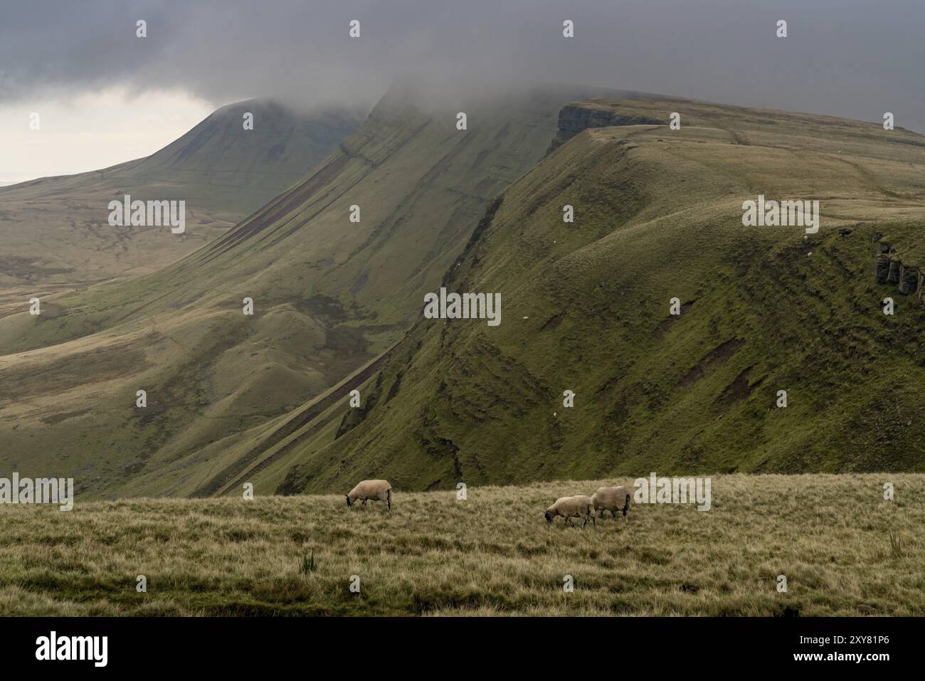 Des moutons paissant dans le Carmarthen Fans, avec les sombres nuages sur Bannau Sir Gaer dans Carmarthenshire, Dyfed, Wales, UK Banque D'Images