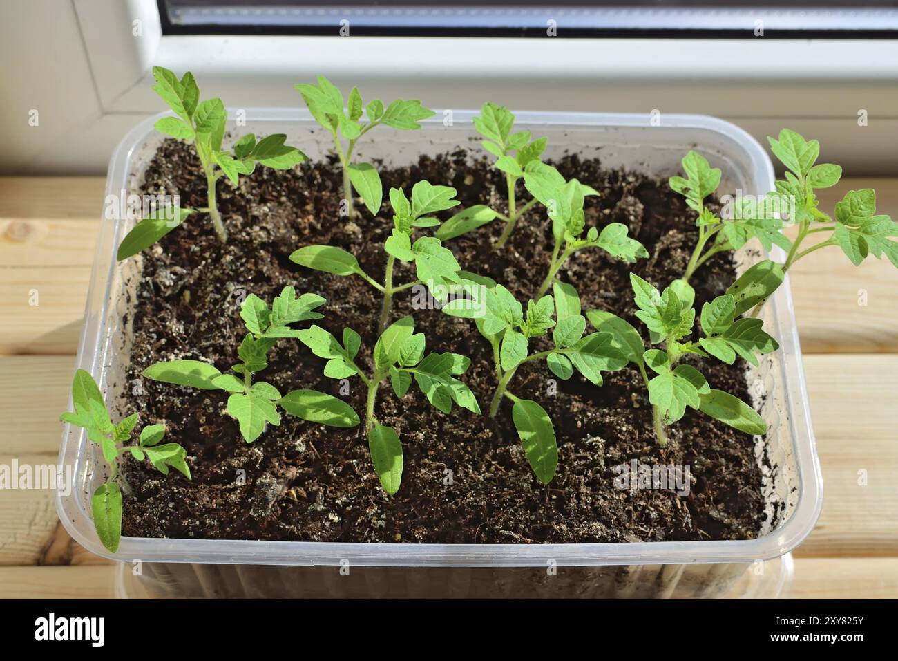 Les semis de tomates se rapprochés de la culture sur le seuil de la fenêtre dans une casserole en plastique Banque D'Images