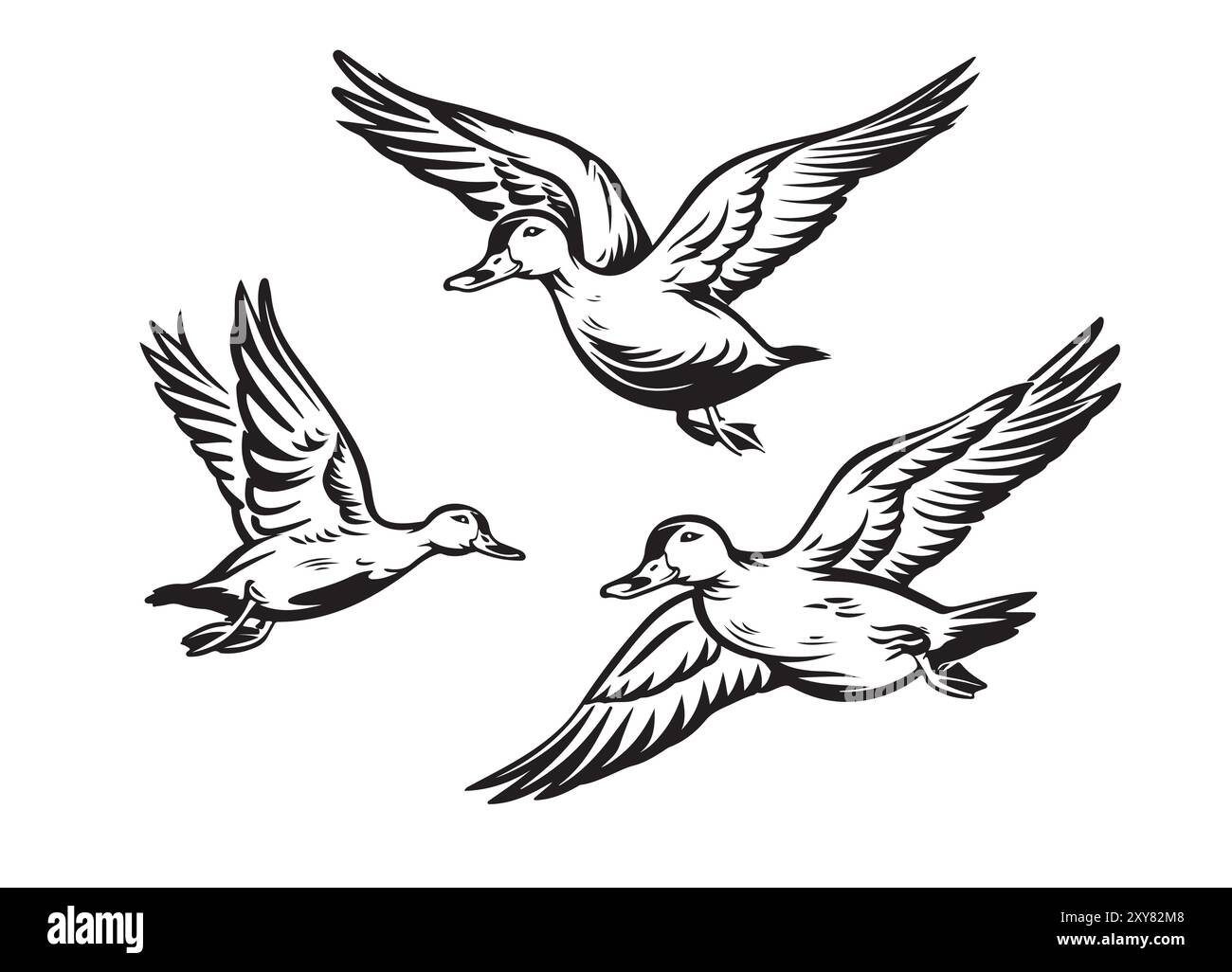 Icône d'esquisse de vecteur d'oiseau sauvage canard collard. Symbole de vol de canard Drake pour la faune et la zoologie de la faune sauvage ou symbole de trophée de l'équipe de chasse et zoo de la nature Illustration de Vecteur