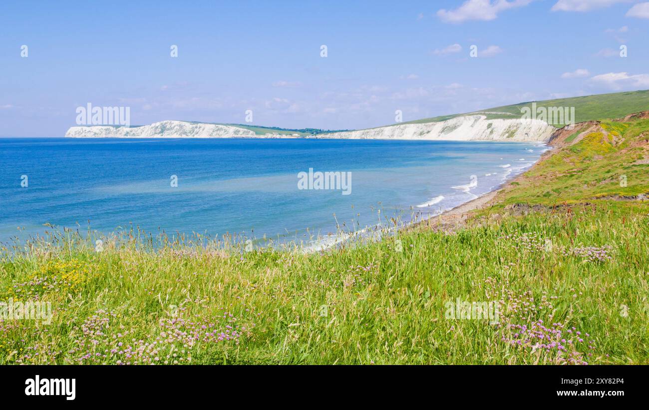 Île de Wight Royaume-Uni - Compton Bay île de Wight West Wight fleurs sauvages sur la falaise au-dessus de Compton Bay île de Wight Angleterre Royaume-Uni GB Europe Banque D'Images