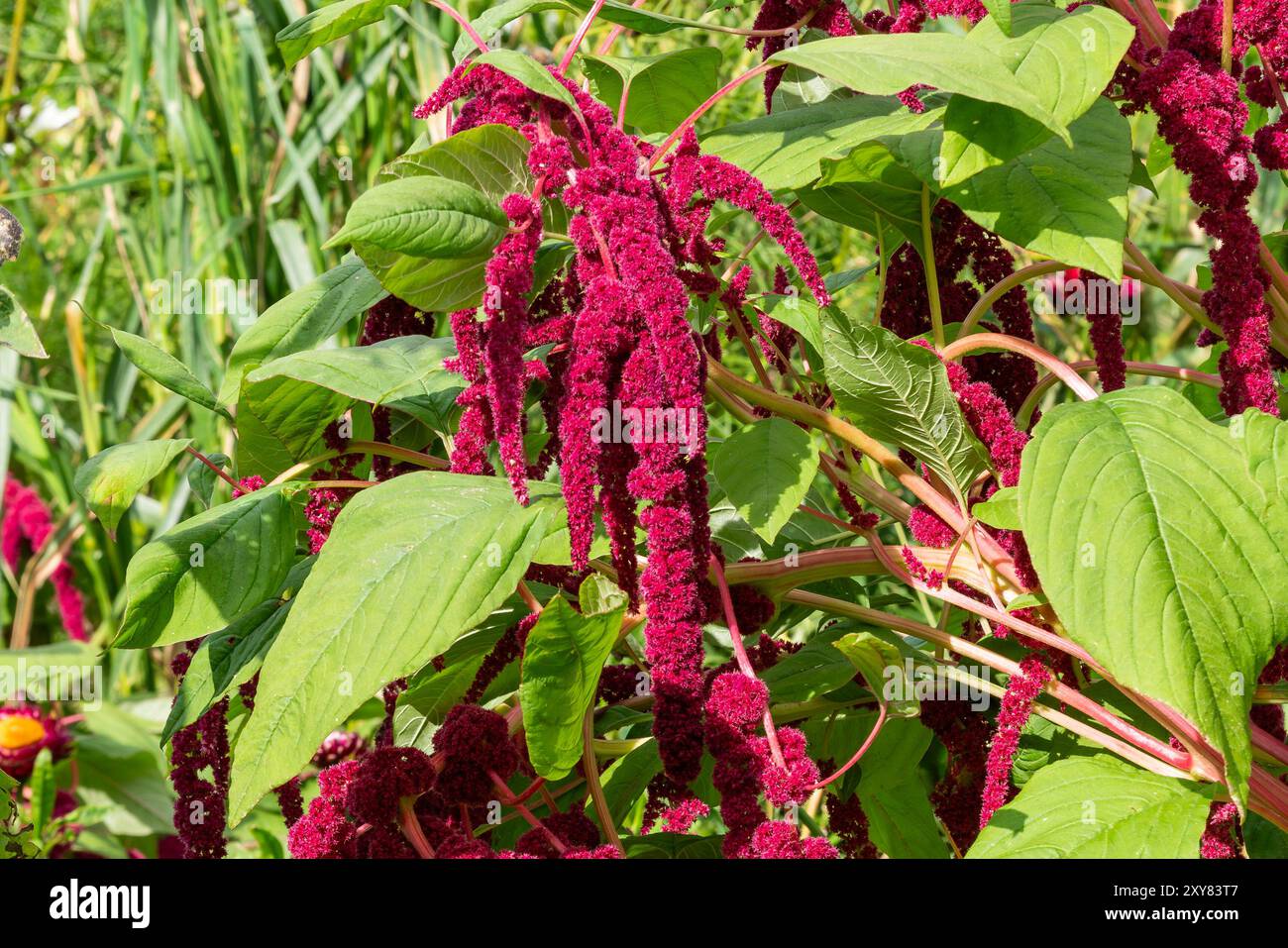 Amaranthus cruentus x powellii une plante à fleurs d'automne d'été avec une fleur rouge d'été communément connue sous le nom de colorant rouge Hopi, photo stock de jardinage Banque D'Images