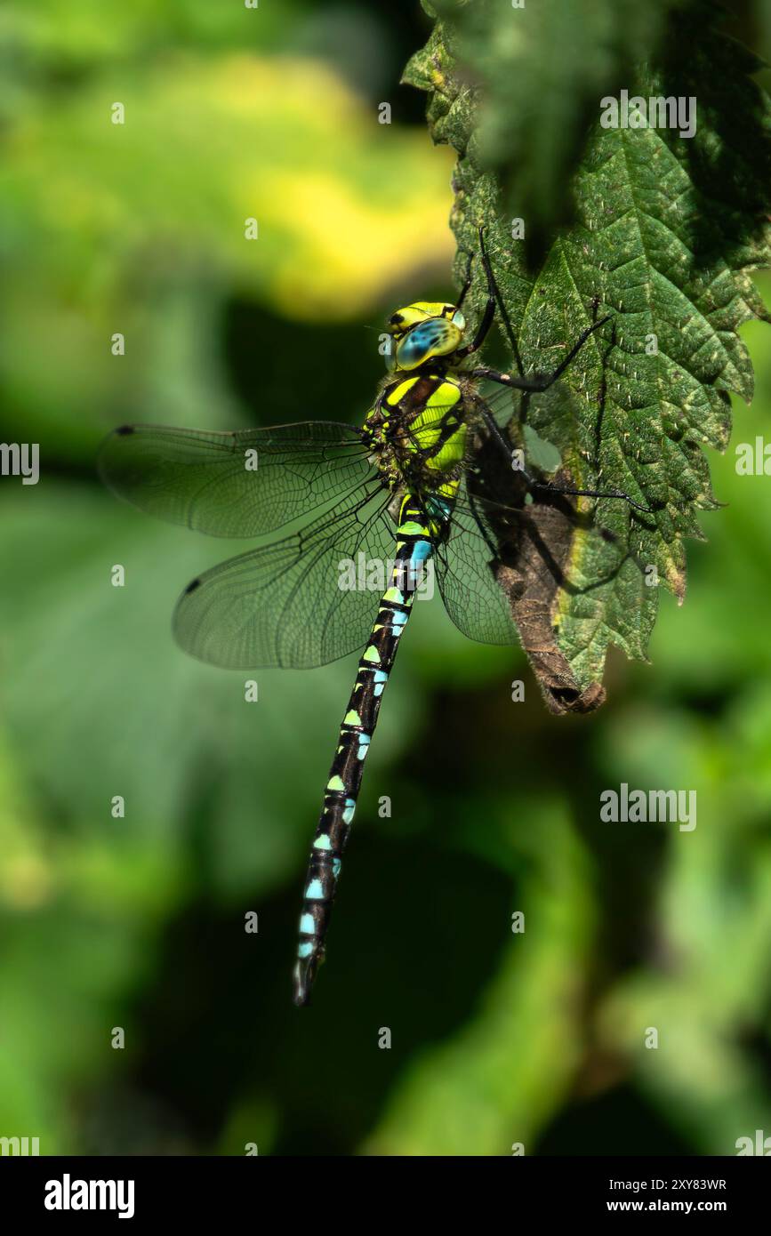 Libellule Southern Hawker (Aeshna cyanea) un insecte volant commun qui peut être trouvé près de l'eau, des étangs et des lacs, image photo de stock de la nature Banque D'Images