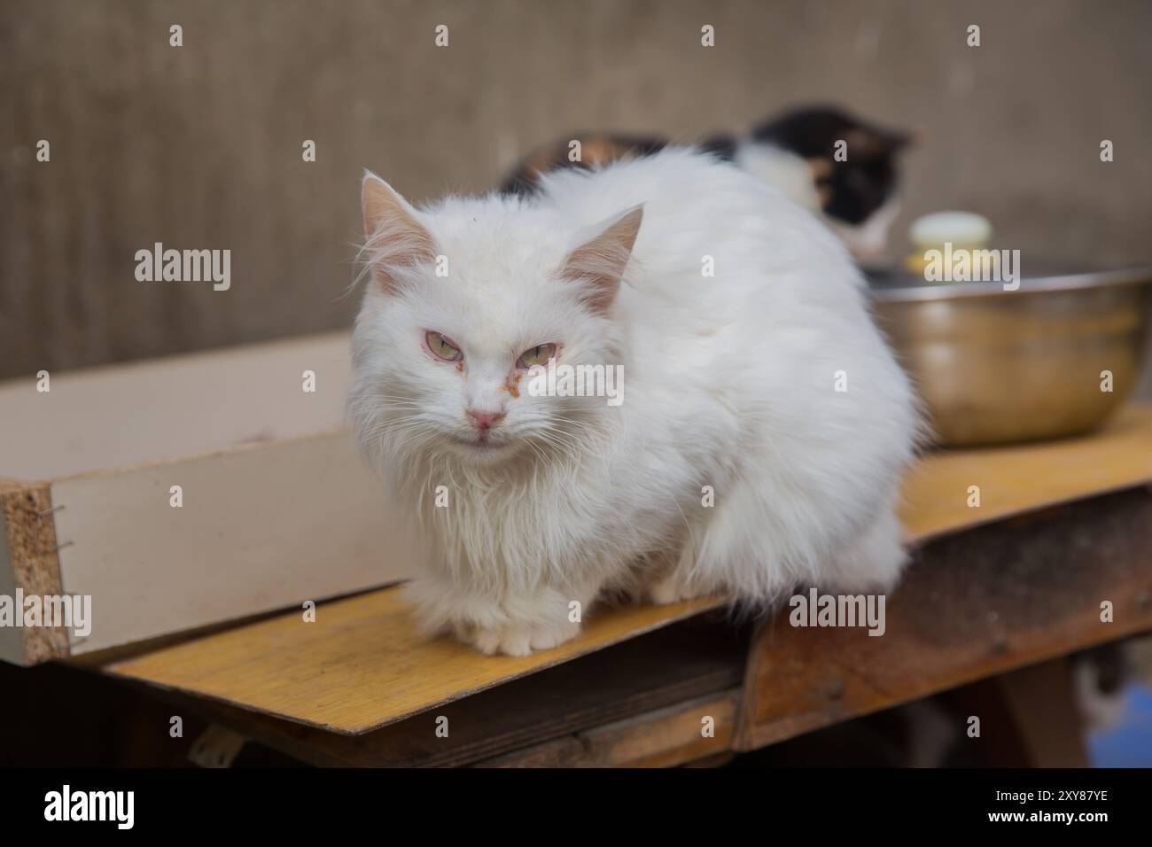 Angora turc , chat persan , chat Van . Beau chat van turc blanc avec des yeux bruns relaxants. Van Provence Turquie (Turkiye) Banque D'Images