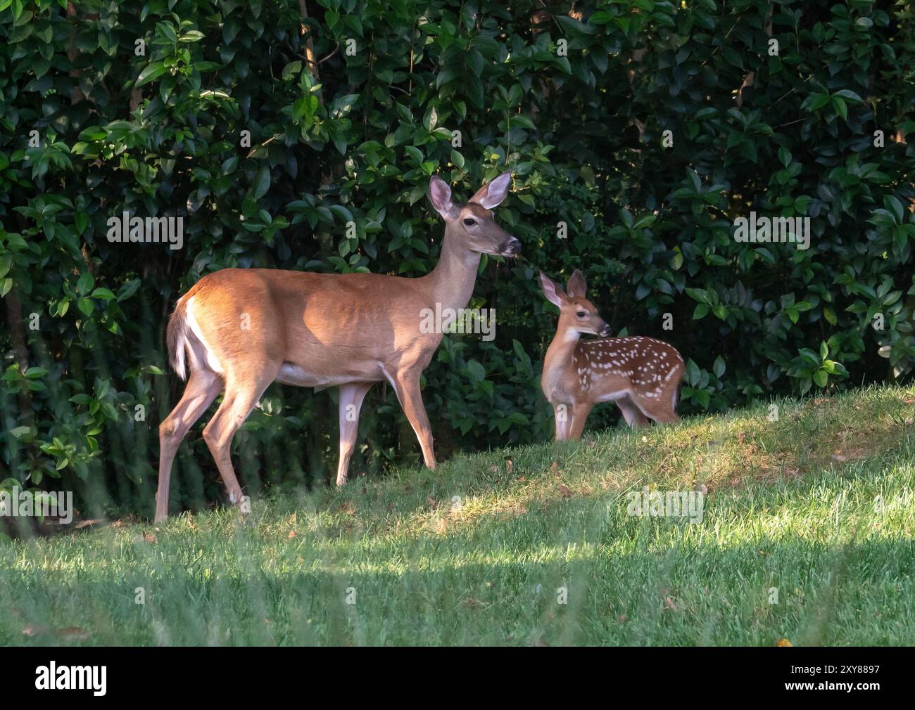 Une biche à queue blanche se tient debout avec son fauve dans la lumière du soleil tapissée tôt le matin. Banque D'Images