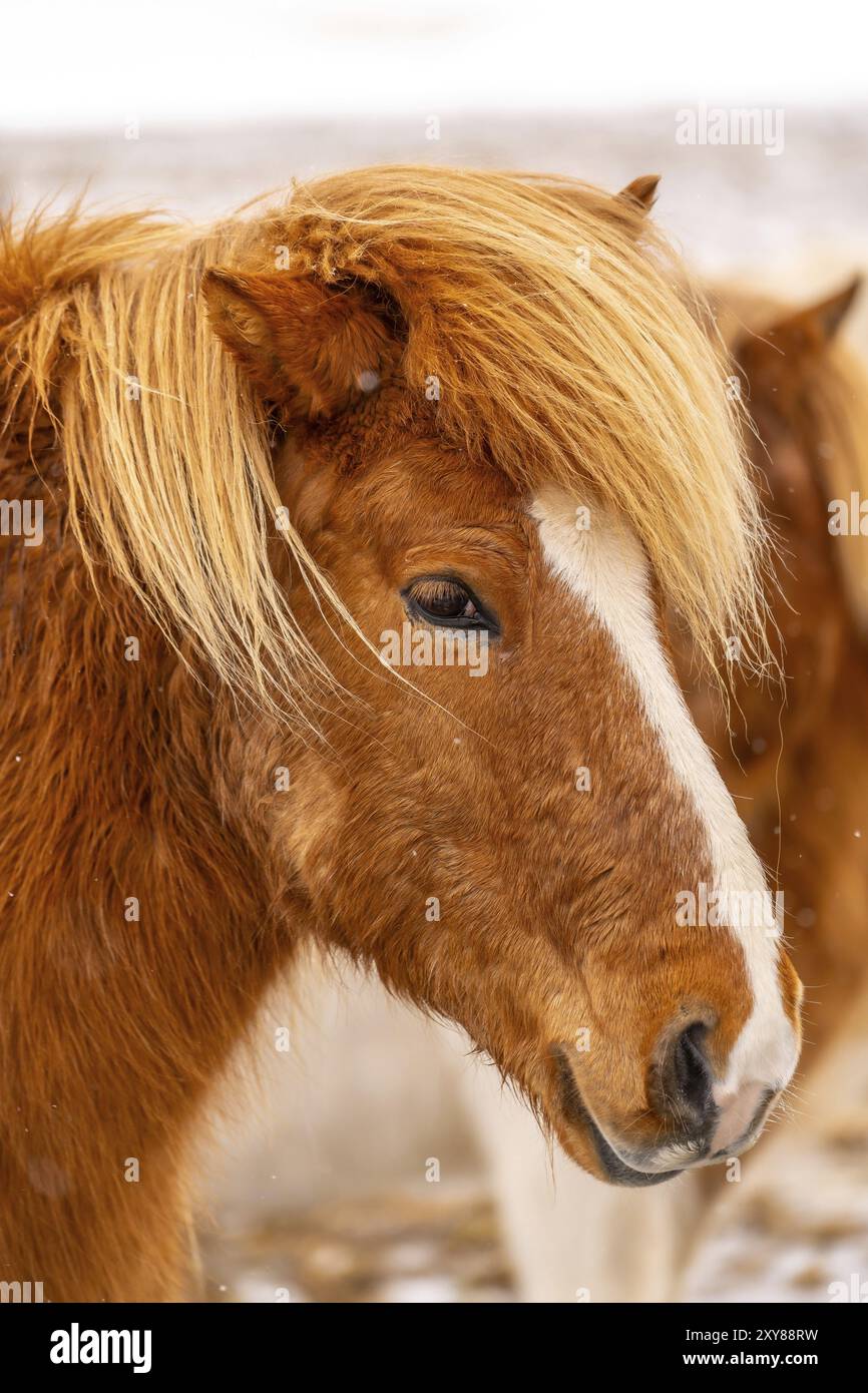 Un cheval brun et blanc avec une longue crinière et un visage blanc. Le cheval regarde la caméra Banque D'Images