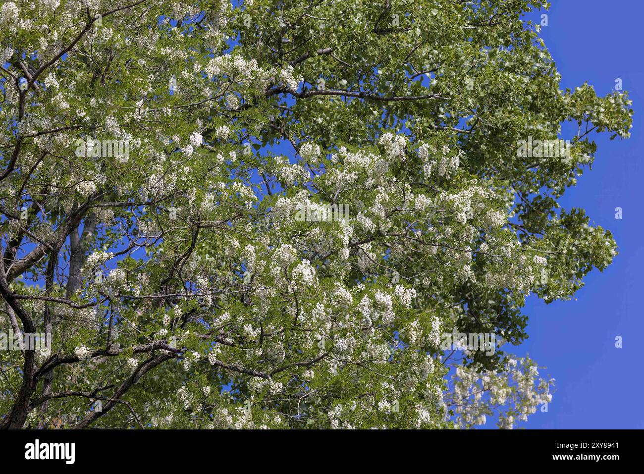 Fleur d'acacia blanche (Robinia pseudoacaciaa) arbre ou arbuste avec des fleurs jaunes ou blanches et est souvent épineux Banque D'Images