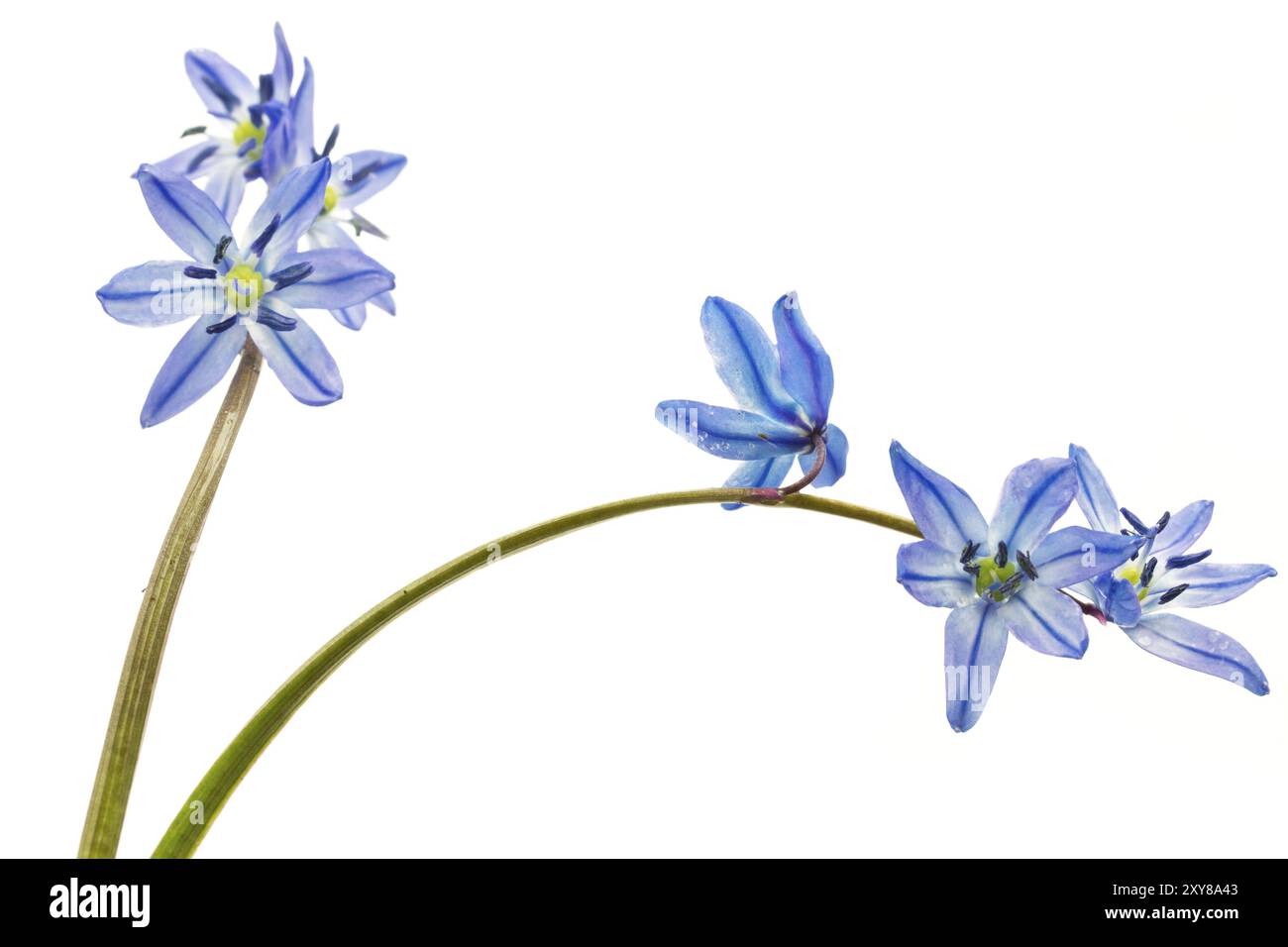 Étoile bleue (Scilla siberica) sur fond blanc Banque D'Images