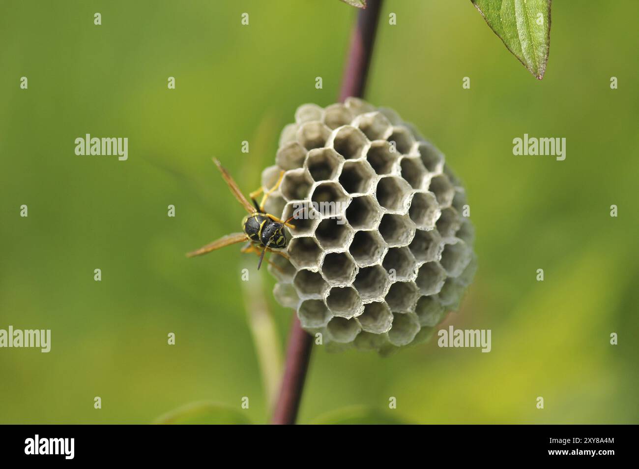 Guêpe des champs gauloise aussi guêpe des champs française, Polistes dominula à la construction du nid. Les polistinae sont des guêpes eusociales sur une prairie au nid Banque D'Images