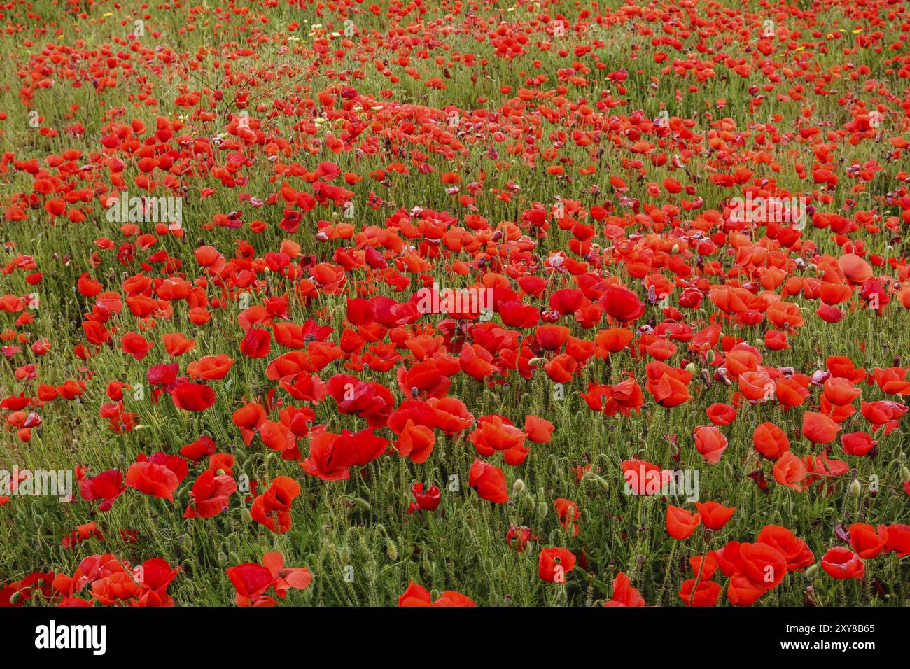 Papaver rhoeas, amapola silvestre, Porreres, Mallorca, Isles baleares, Espagne, Europe Banque D'Images