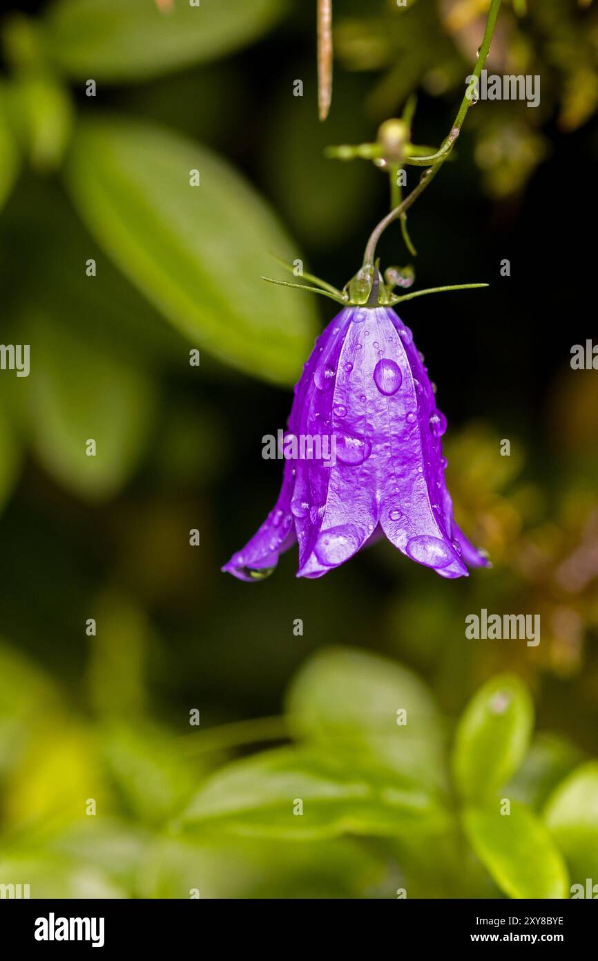 un seul chellflower violet suspendu avec des gouttes de rosée Banque D'Images