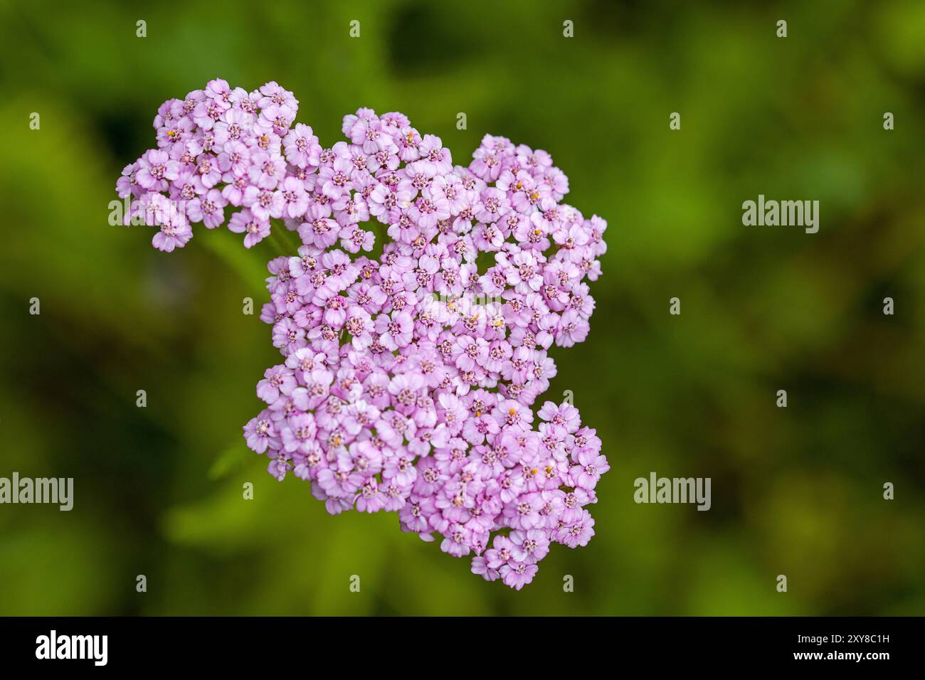 les petites fleurs roses de la verrue commune devant un fond flou vert foncé flou Banque D'Images