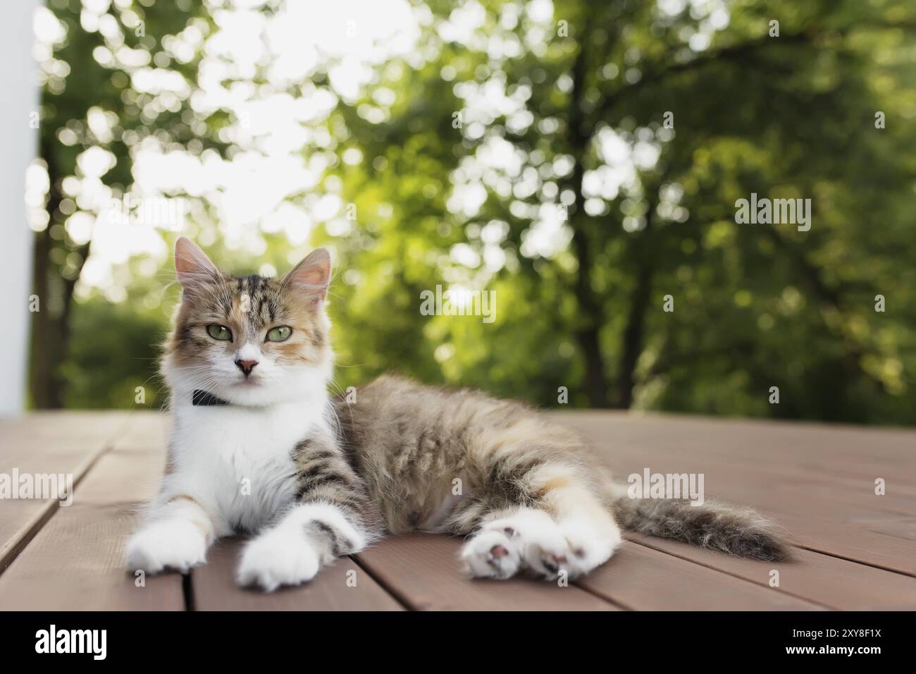 Le magnifique chat tricolore se trouve sur une terrasse en bois marron avec un fond vert flou.Joyeux chat couché.Concept d'animal de compagnie sain et heureux Banque D'Images