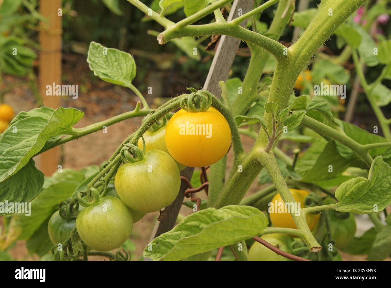 une plante de tomate avec un tas de tomates jaunes savoureuses dans le potager en gros plan d'été Banque D'Images