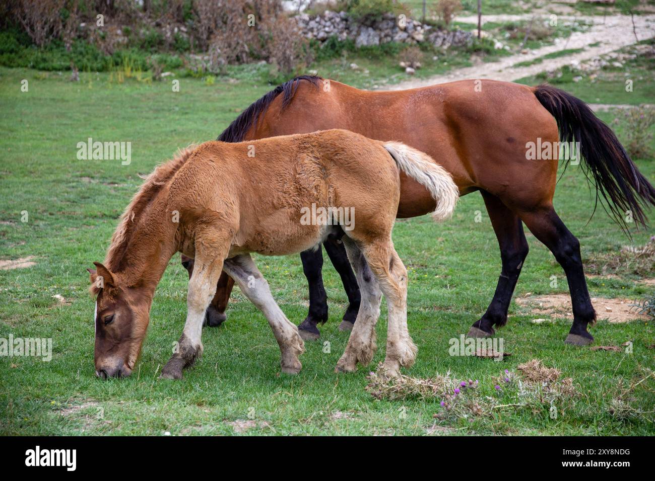 Un poulain et un cheval adulte paissent dans le champ vert, Pescocostanzo, Abruzzes, Italie Banque D'Images