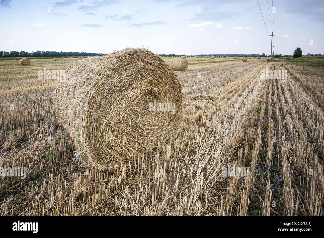 Rouleaux de foin sur un champ fauché en août 2024 près de la zone rurale de Belogorodka dans la région de Kiev en Ukraine non loin de la route de Kiev à Fastiv. Banque D'Images