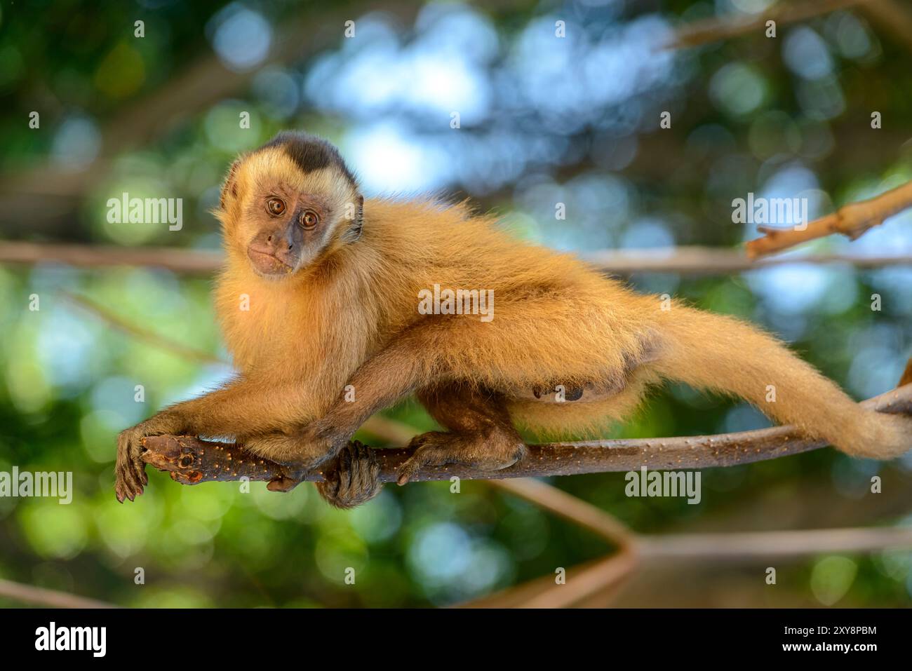 Singe capucin, dans une mangrove dans l'état de Maranhao, Brésil. Banque D'Images