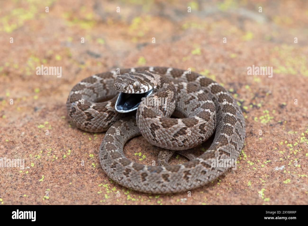 Mangeur d'œufs rhombiques (Dasypeltis scabra), également connu comme mangeur d'œufs commun, ou serpent mangeur d'œufs, affichant une défensive dans la nature Banque D'Images