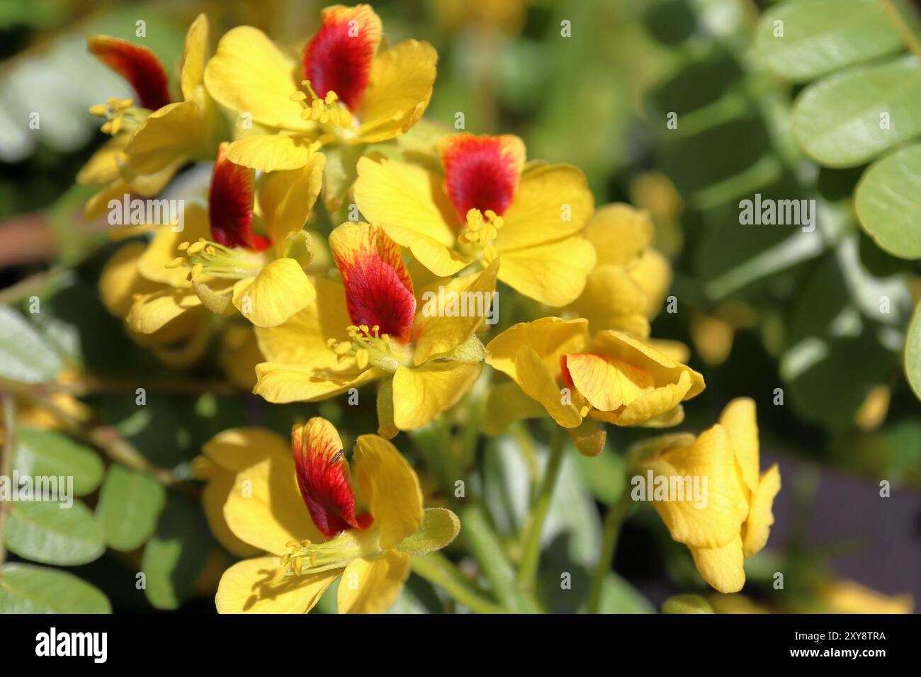 Pau Brésil ou bois de Sappan, Caesalpinia enchinata, fleurs jaunes Banque D'Images