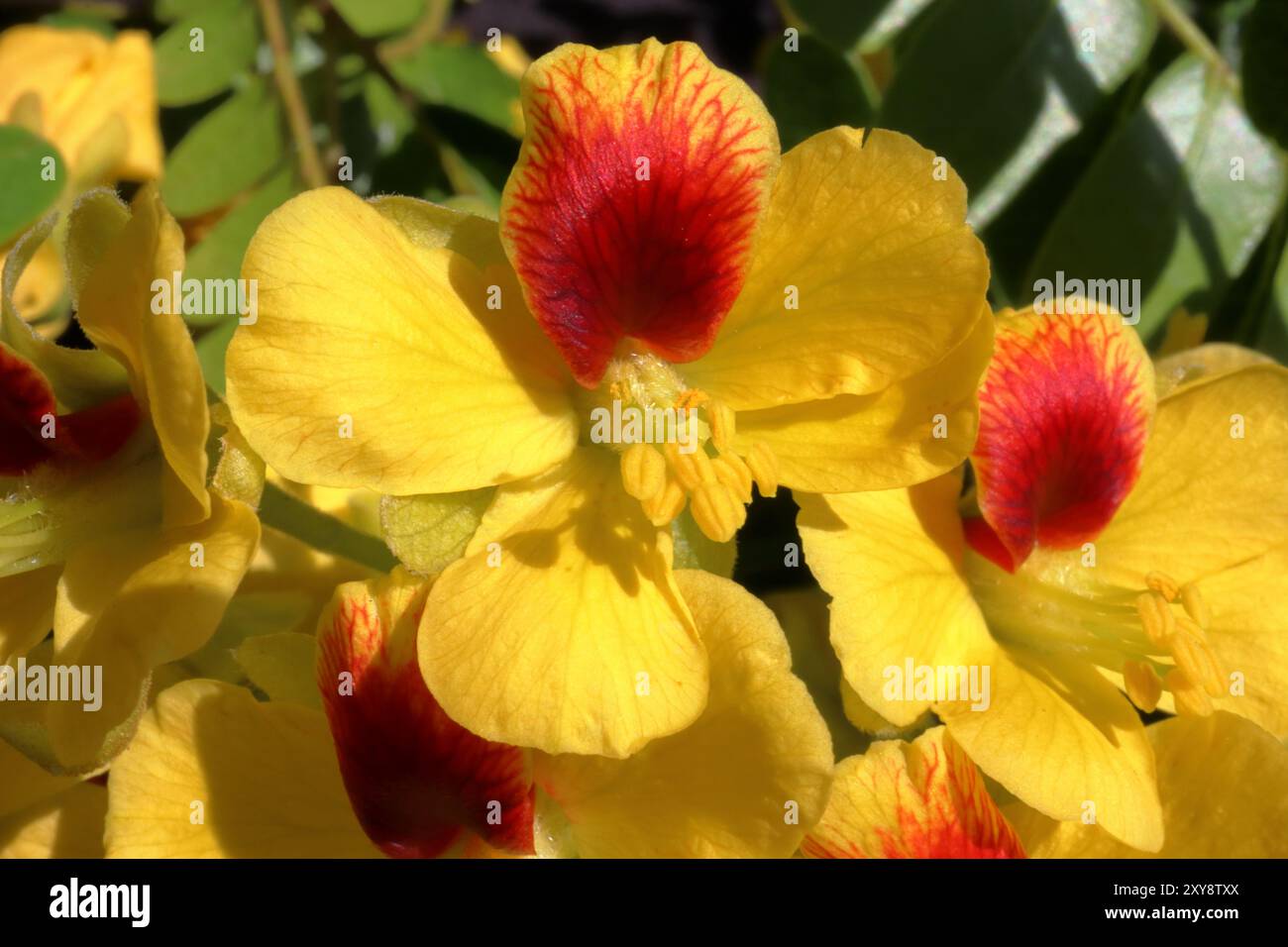 Pau Brésil ou bois de Sappan, Caesalpinia enchinata, fleurs jaunes Banque D'Images