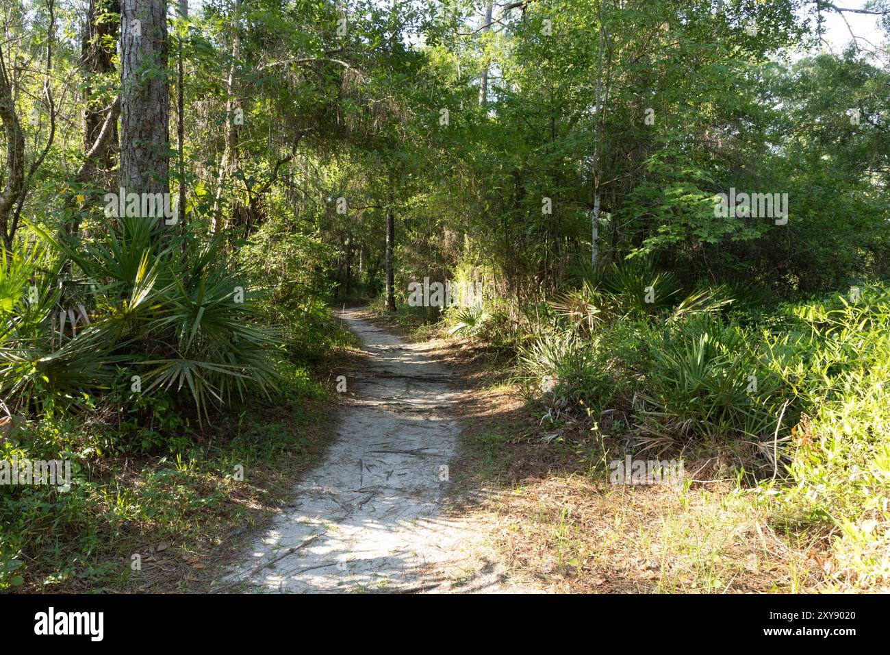 Parc de conservation de Flatwoods City of Tampa Hillsboro County Florida Recreation Banque D'Images