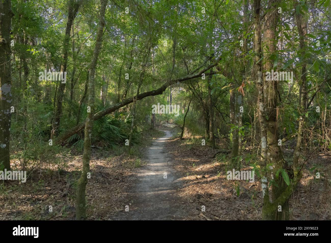 Parc de conservation de Flatwoods City of Tampa Hillsboro County Florida Recreation Banque D'Images