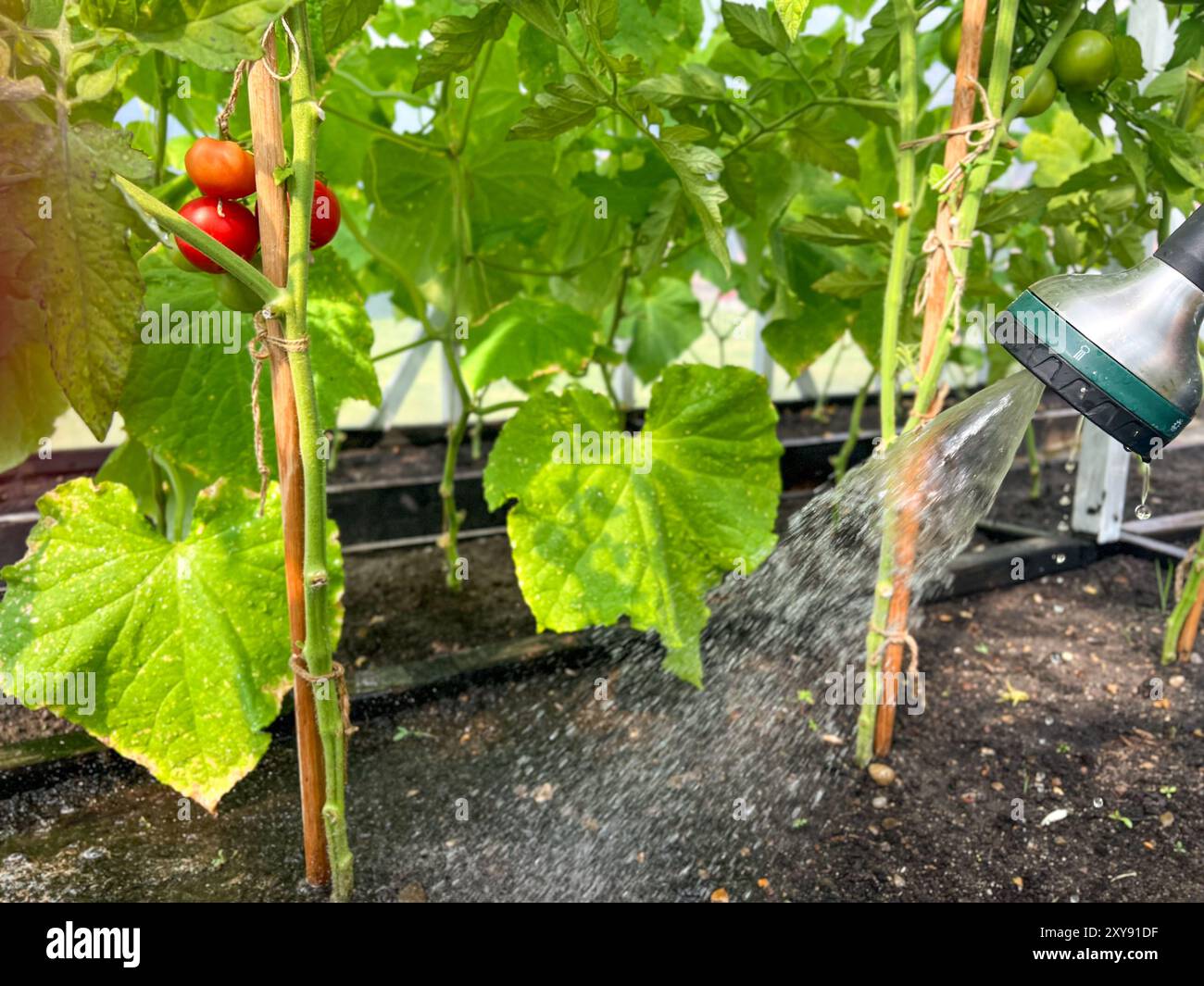 Arroser les plants de tomates poussant dans le sol, dans un jardin de serre à la maison Banque D'Images