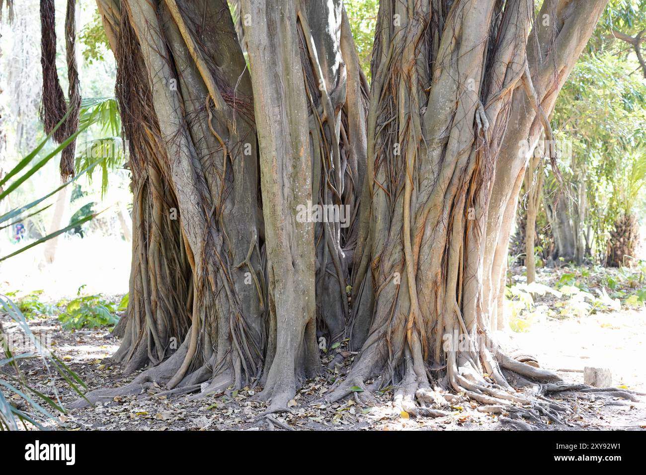 Tronc d'arbre en éventail Hamma Garden Banque D'Images