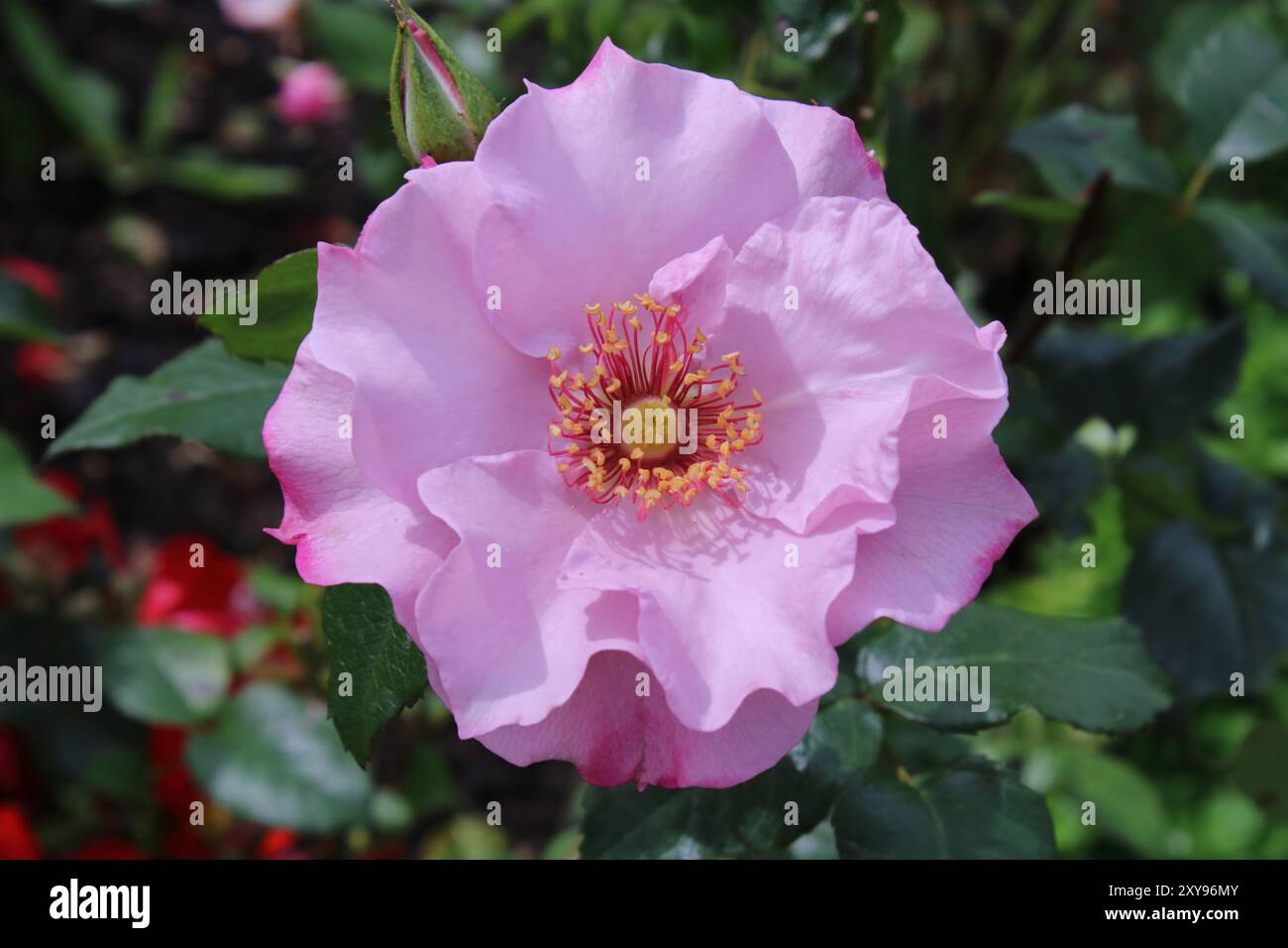 Fleur de Rosa 'Odyssey' Banque D'Images