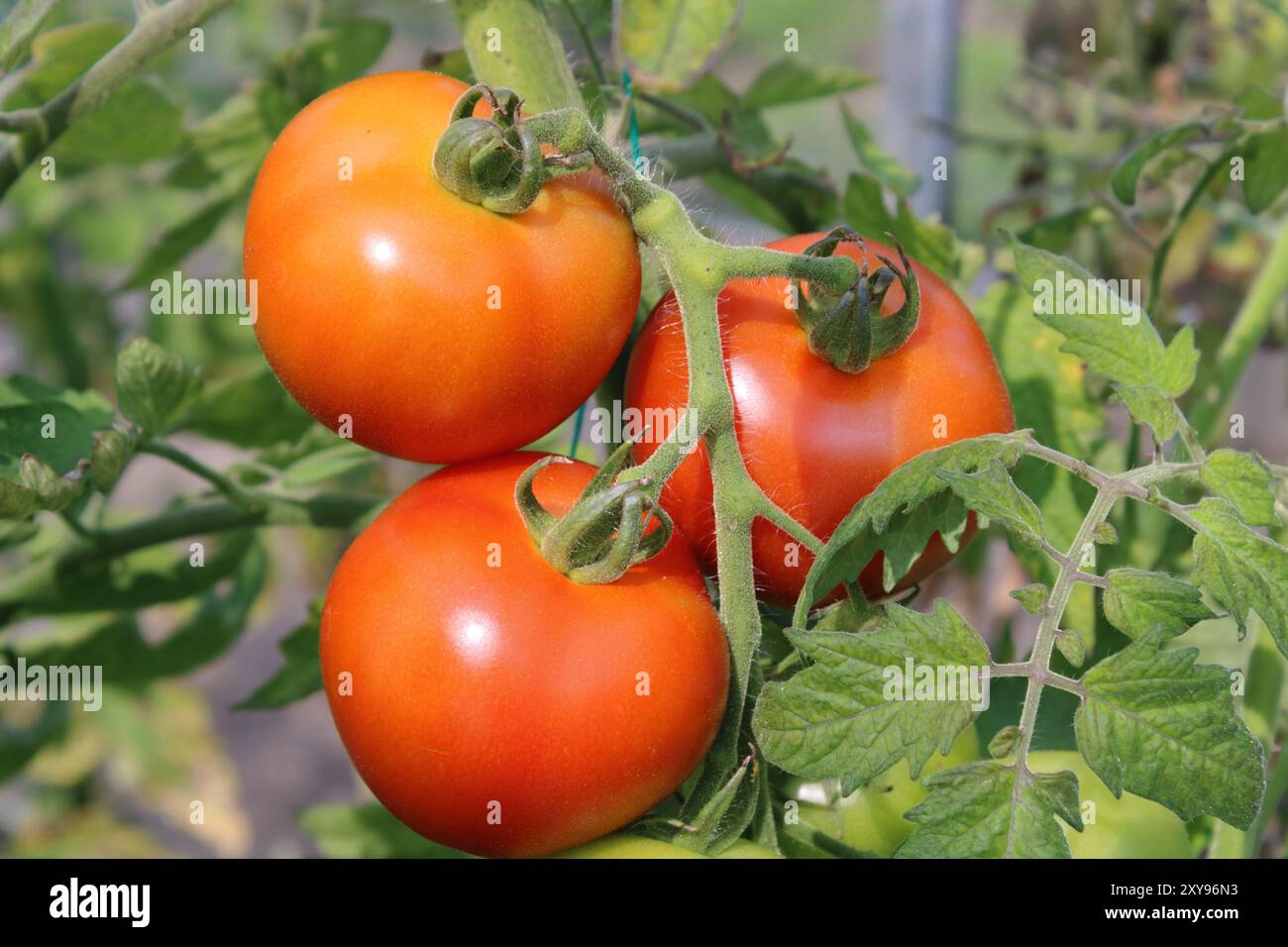 Grappe de tomates sur la plante. Variété : 'Elin' Banque D'Images
