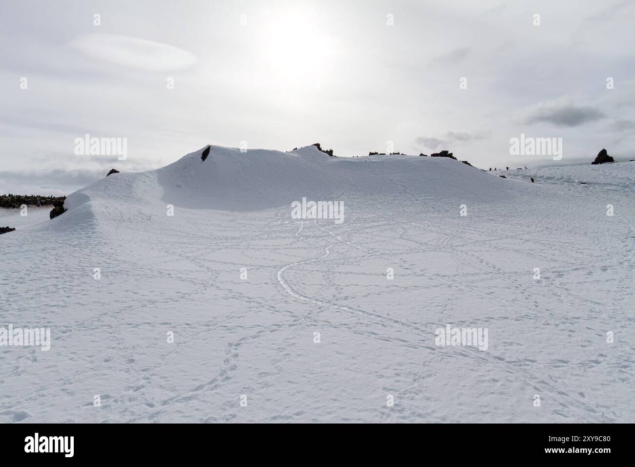 Vue des traces de pingouins et de phoques sur l'île Half Moon dans le groupe Shetland du Sud, Antarctique, Océan Austral. Banque D'Images