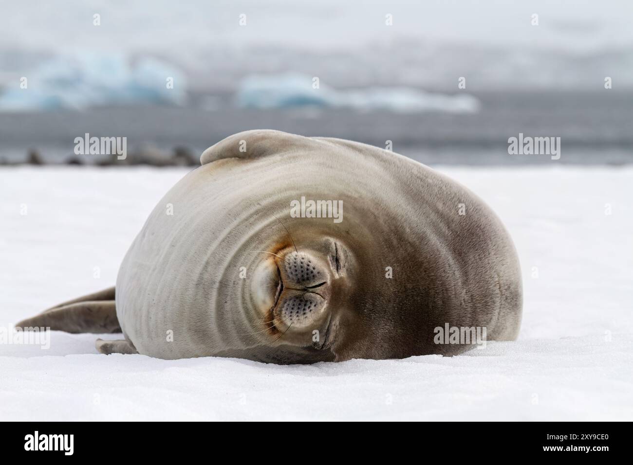 Weddell Seal, Leptonychotes weddellii, traîné sur la glace à Half Moon Island, Antarctique, Océan Austral. Banque D'Images