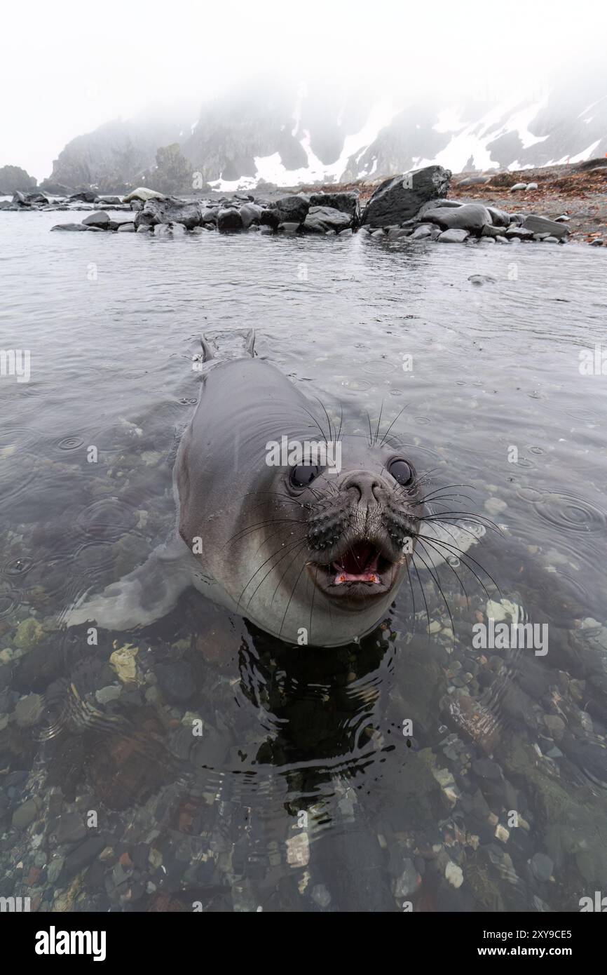 Sympathique éléphant de mer du sud, Mirounga leonina, chiot sevré de près sur la plage de Snow Island, Antarctique. Banque D'Images