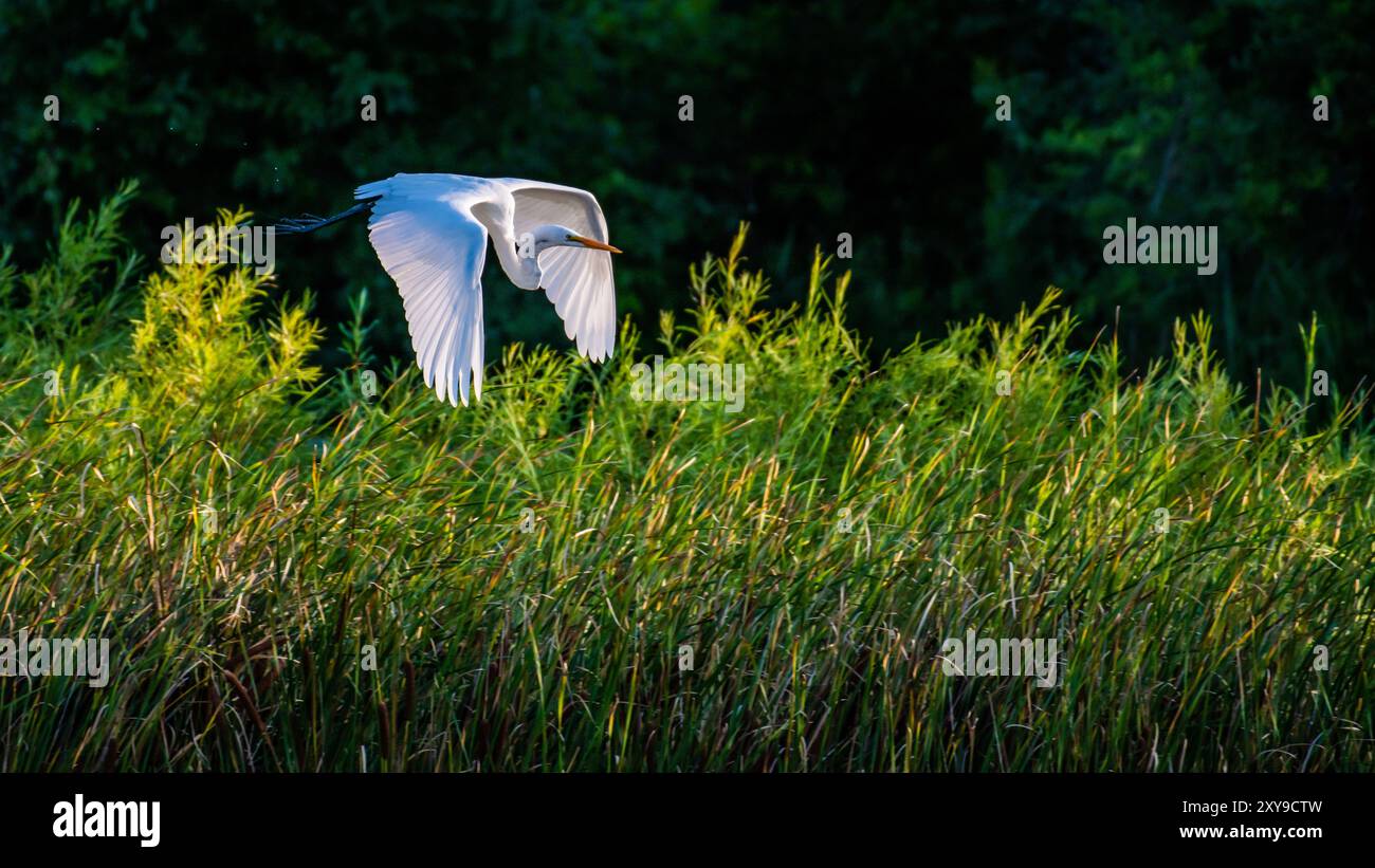 Une belle grande aigrette blanche volant au-dessus du lac dans le sud de l'Ontario du Canada Banque D'Images