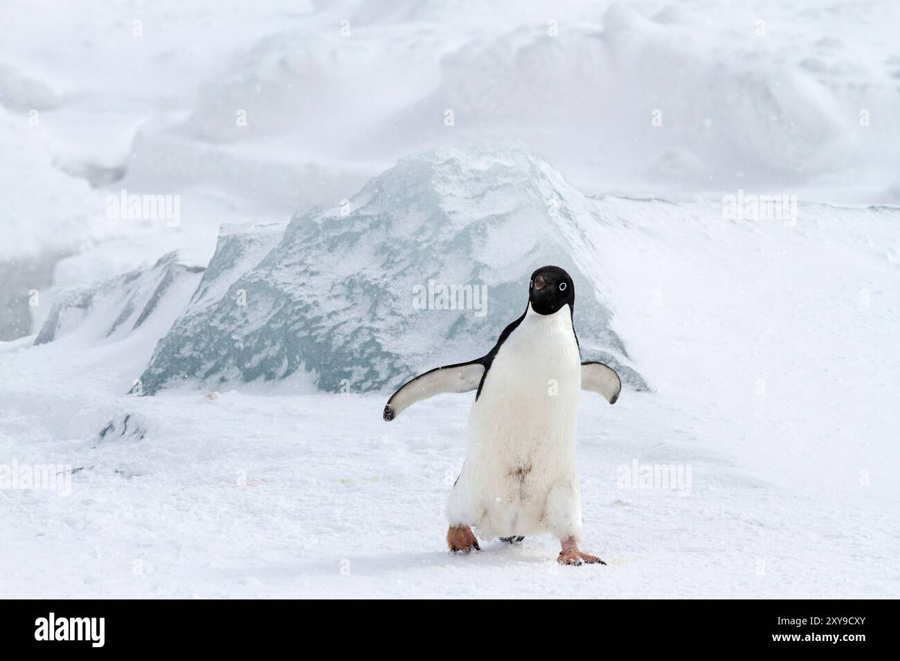 Manchot Adélie, Pygoscelis adeliae, dans une tempête de neige dans une colonie de reproduction à Brown Bluff, péninsule antarctique, Antarctique. Banque D'Images