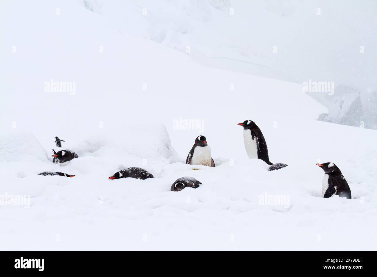 Pingouins doux adultes, Pygoscelis papua, colonie de reproduction dans la tempête de neige sur l'île Booth, Antarctique, Océan Austral. Banque D'Images