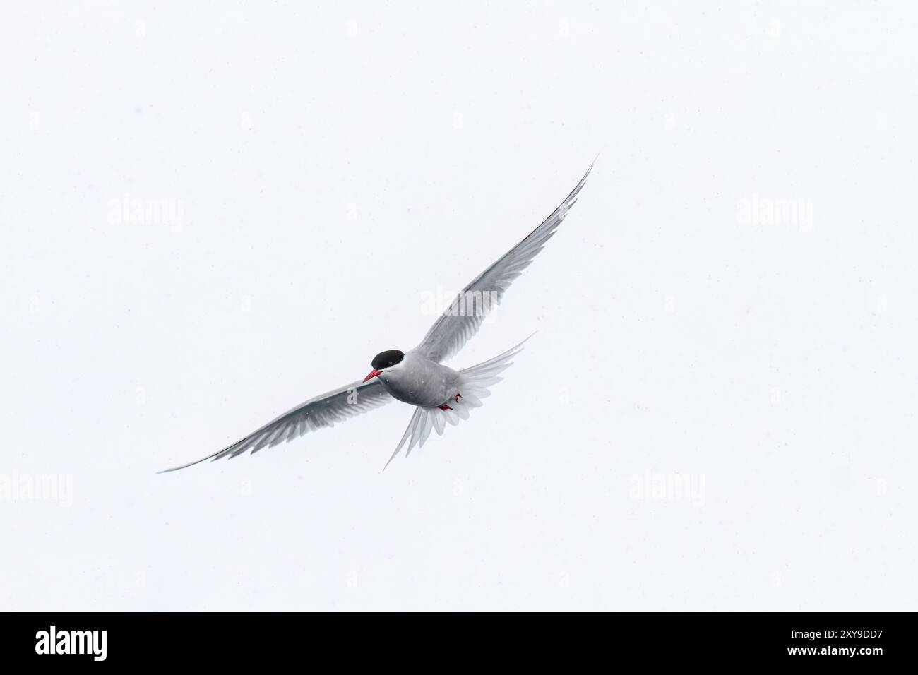 Sterne antarctique, Sterna vittata, en vol dans les îles Enterprise, Antarctique, Océan Austral. Banque D'Images