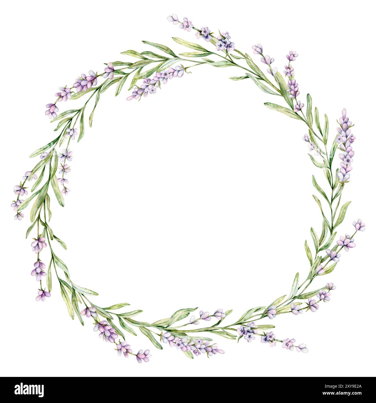 Couronne d'aquarelle de fleur de lavande. Clipart floral. Illustration botanique dessinée à la main de branche de lavande pour invitation de mariage, logo, cartes, paquet Banque D'Images