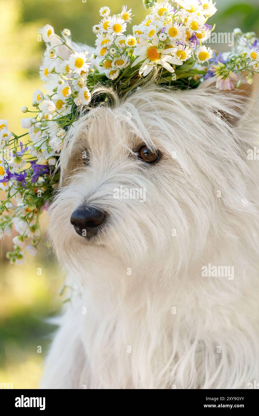 Portrait en gros plan d'un West Highland White Terrier avec une couronne florale Banque D'Images