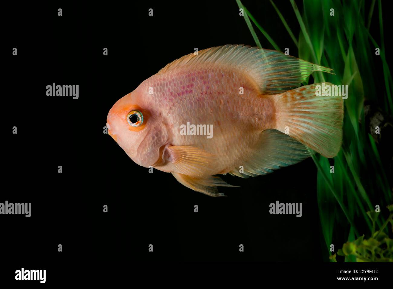 Perroquet rouge nageant dans l'aquarium. Gros plan de Blood Parrot Cichlid. Gros plan de poissons tropicaux colorés dans l'aquarium de réservoir Banque D'Images