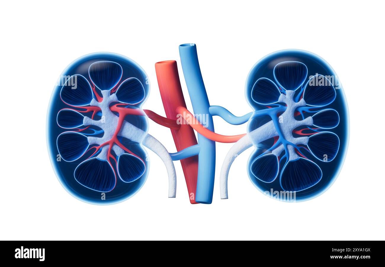 Organe du rein avec concept de soins de santé, rendu 3D. Illustration 3D. Banque D'Images