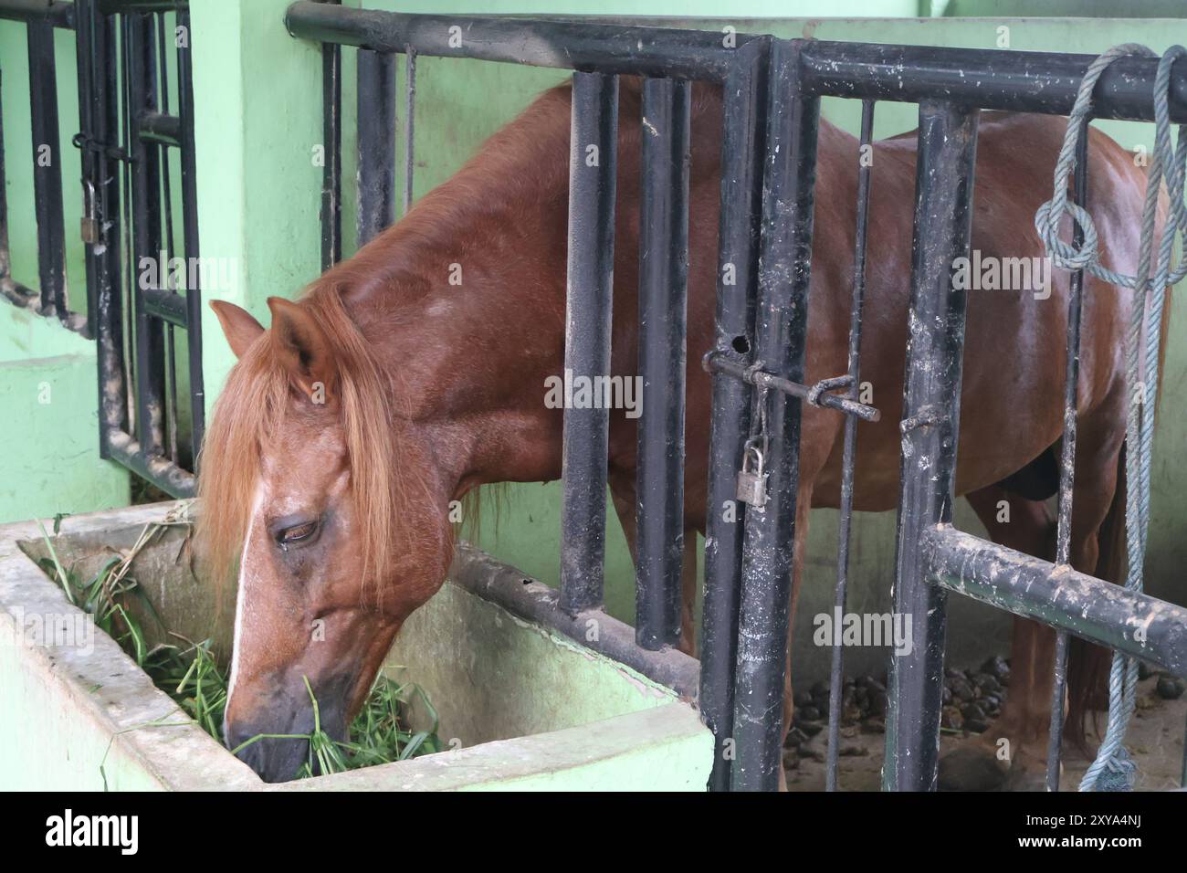 cheval sur l'écurie mangeait de l'herbe Banque D'Images