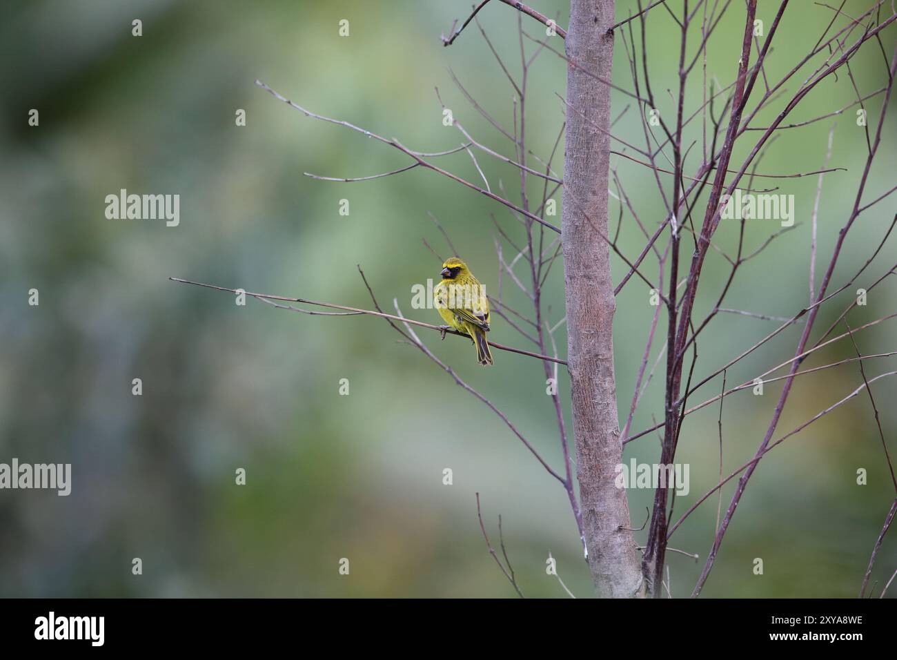 Le citril occidental (Crithagra frontalis), également connu sous le nom de citril à sourcils jaunes, est une espèce de finch de la famille des Fringillidae. Banque D'Images
